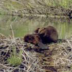 beavers grooming: 