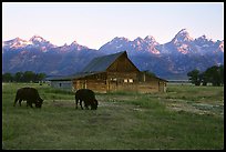 bison and barn terragalleria: 