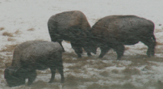 bison in snow storm butting heads: 