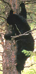 black bear climbing tree nps photo: black bear climbing tree, one arm reaching up to a branch