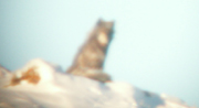 blurry wolf photo from small digital camera taken thru spotter scope: 