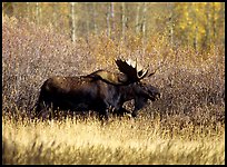 bull moose QTL: 