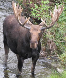 bull moose at Snake River bridge 2010: bull moose standing in water