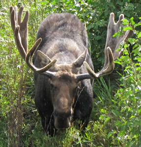 bull moose in bushes Sept 2010: bull moose standing in shallow river water