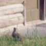 bunny outside cabin: 