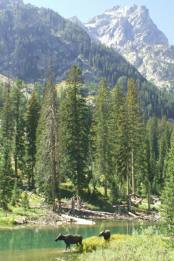 cascade canyon 2007 cow and calf moose peaks in background: 