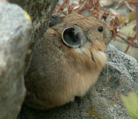 closer view of Pika Grand Teton Natl Park Sept 2006: 