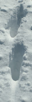 closeup of paw prints in snow: 