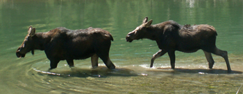 cow calf moose cascade canyon 2007: 