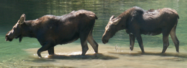 cow calf moose cascade canyon, tetons 2007: 