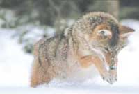 coyote: a National Park Service photo of a coyote diving into snow