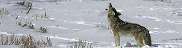 coyote howling NPS photo: a coyote stands in the snow with his head and neck raised