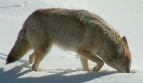 coyote sniffing at tracks in snow: 