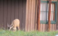 deer outside cabin: deer grazing outside a wood cabin