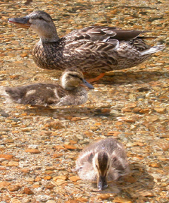 duck and babies June 2004: 