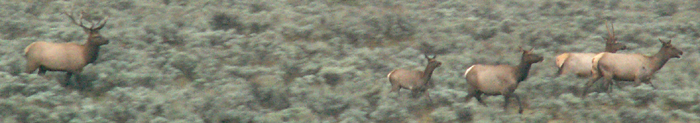 early morning small elk herd 2007 tetons: 