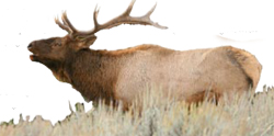 elk bugling GTNP NPS photo: 