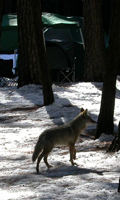 feb2004coyote in Yosemite campground: 