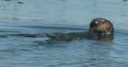 first otter we spotted 2006: 