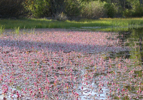 floating pink mist on water: 