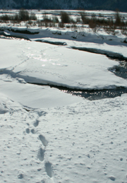 footprints in snow cross creek and ice bridge: 