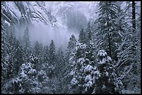 forest, cliffs with snow near Vernal Falls QTL: 