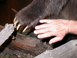 grizzly bear paw: 