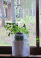 growing cilantro in a sunny window: a cilantro plant on a windowsill