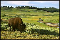 hayden valley bison terragalleria: 