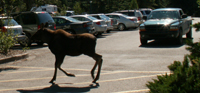 juvenile moose runs across parking lot lane: 