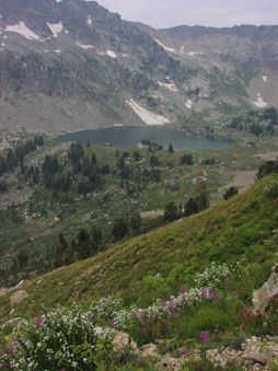 lake solitude wildflowers nps photo: lake, mountain and wildflowers