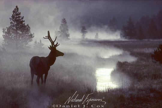 lone bull elk copyright Daniel J. Cox Natural Exposures.com: lone bull elk near a stream on a misty morning, copyright Daniel J. Cox, Natural Exposures.com