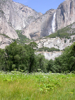 meadow of Cow Parsnip: 