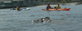mom and baby otter among kayakers 2006: 