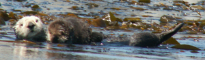 mom and baby sea otter 300 pixels: mom and baby sea otter