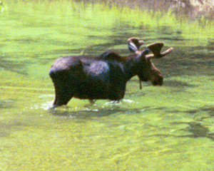 moose closeup by Wendy Sato: 