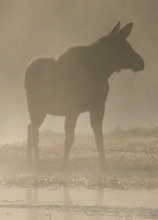 moose in mist smaller: 