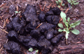 nps bear scat 120 pxls: 