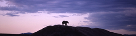 nps photo bear on horizon: 