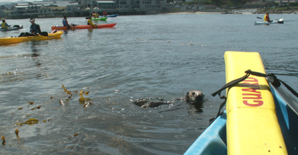 otter among kayakers: 