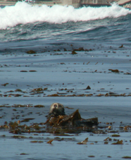 otter at a distance 2006 surf behind: 