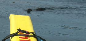 otter getting closer to kayak: 