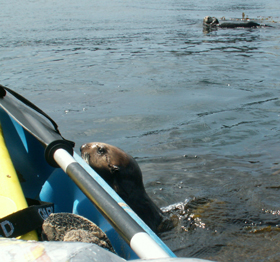 otter looks at paddle: 