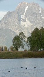 otters at Oxbow Bend and Mount Moran: 
