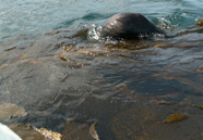 otter surface diving: 