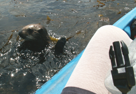 otter surfaces on left of kayak 2006: 