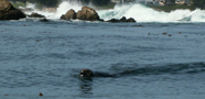otter swimming towards us: 