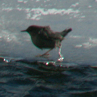 ouzel bobbing next to soda butte creek winter: 