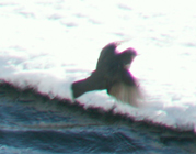 ouzel flies from snow bank into icy Soda Butte Creek creek: 