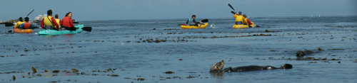 paddling on after spotting otter: 